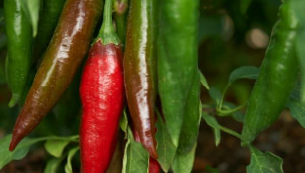 Chili-Sorte ‘Wieser Milder’