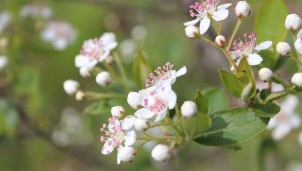 Blühend in den Frühling