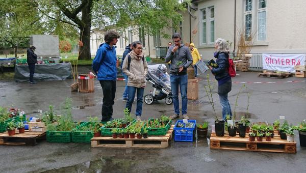 Setzlingsbörse Weinfelden