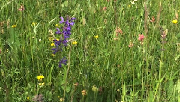 Blumenwiese