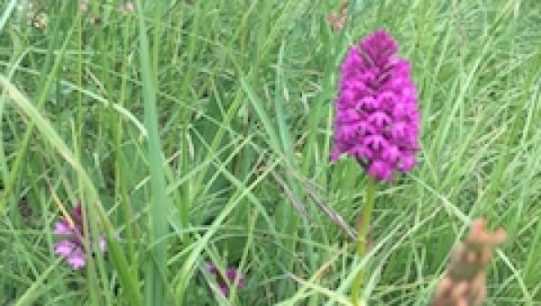 Orchideen auf Magerwiesen