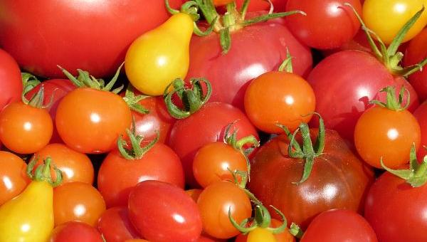 Tomatenvielfalt Bioterra Baden-Brugg