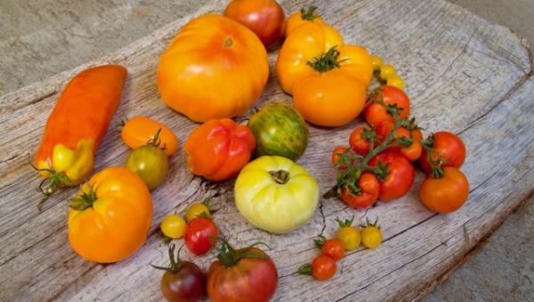 verschiedene Tomatensorten