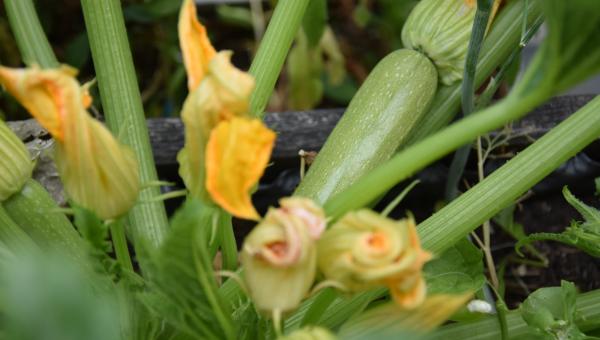 Gemüsegarten