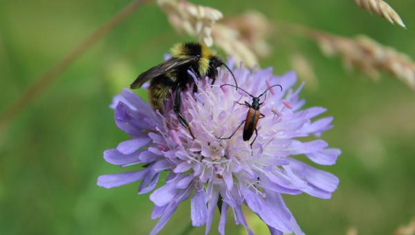 Nützliche im Naturgarten