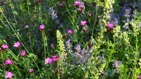 Blüten für Insekten