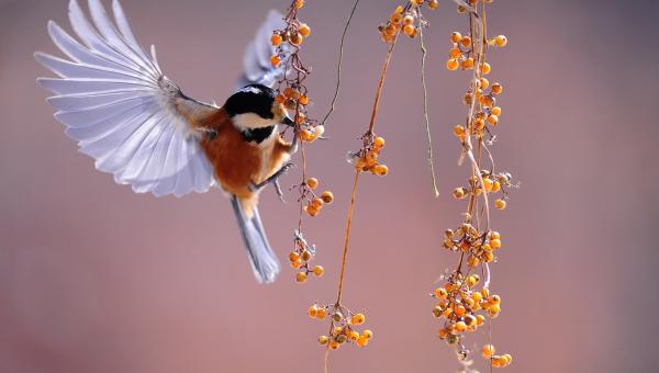 Vogel frisst Beeren