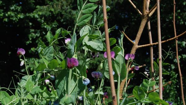 Gemüsegarten