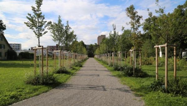 Allee mit jungen Bäumen