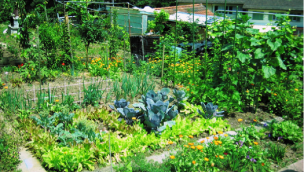 Gemüsegarten