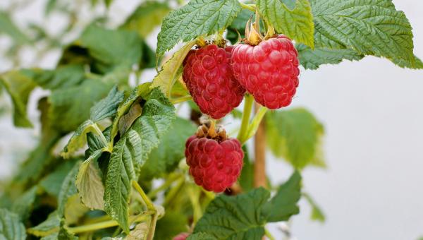 Himbeeren am Strauch