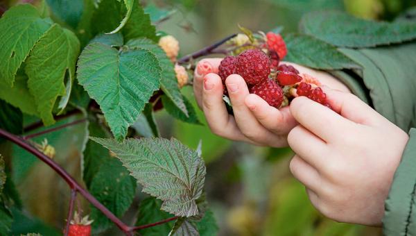 Himbeeren am Strauch