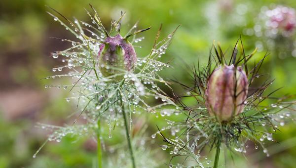 Garten nach Regen, Bild Isabel Plana
