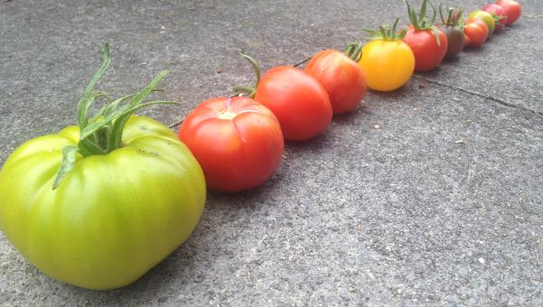 Verschiedene Tomaten 