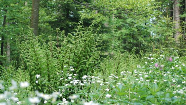 Bild Wald 