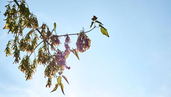 Bio-Herbstmarkt_©MarkNiedermannPhotography_18.08.28