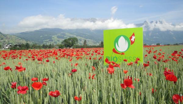 Bio Suisse Weizenfeld