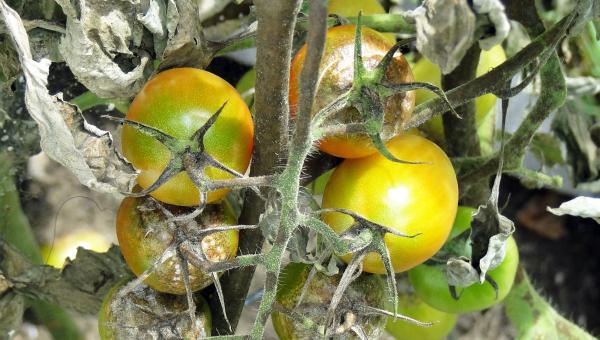 Tomaten mit Braunfäule