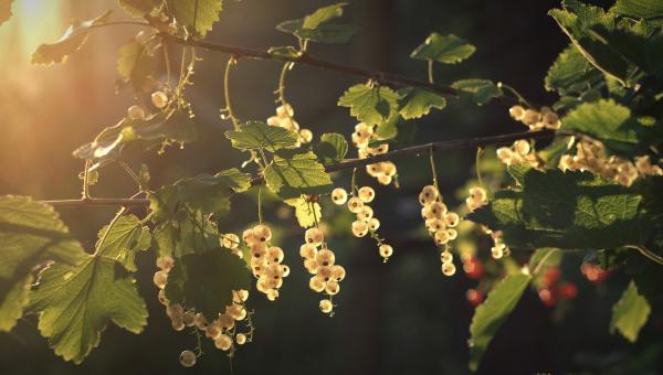 Johannisbeeren weiss