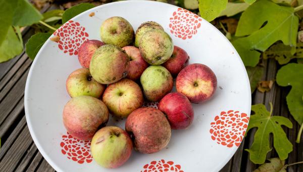 Äpfel