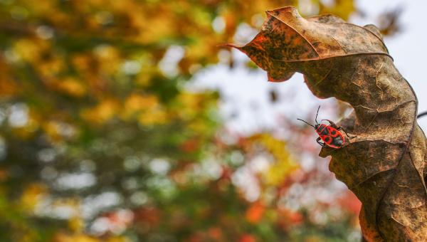 Wanze im Herbst