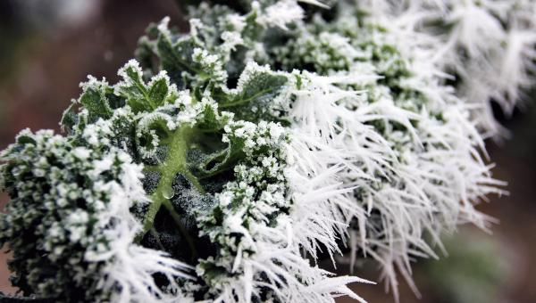Federkohl mit Frost