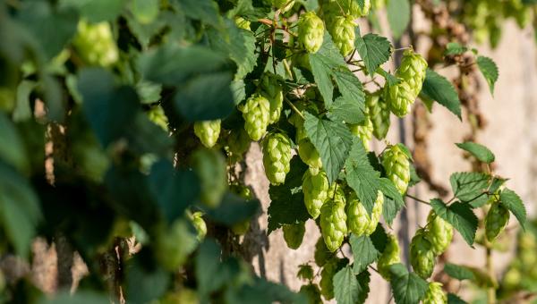 Hopfen, Bild: Benedikt Dittli