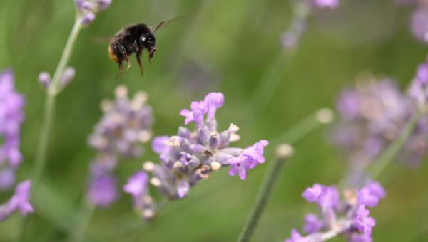 Biene Lavendel 