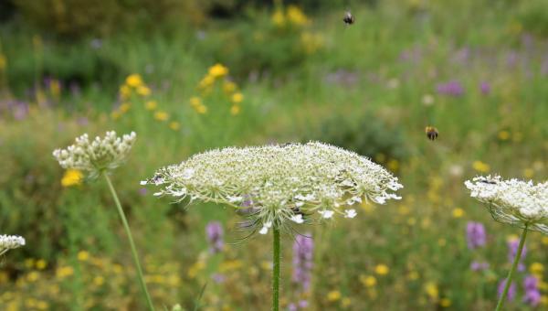 Insekten im Garten