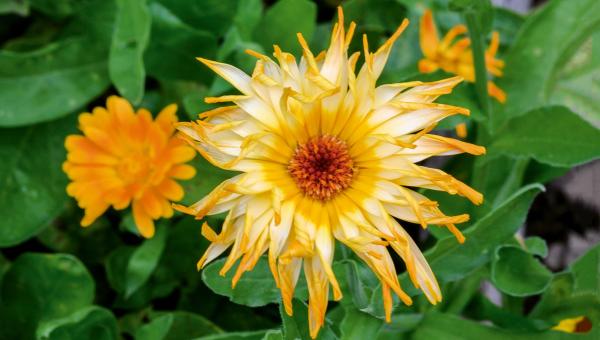 Ringelblumen