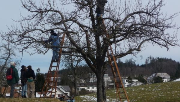 Baum mit Leitern und Kursteilnehmern