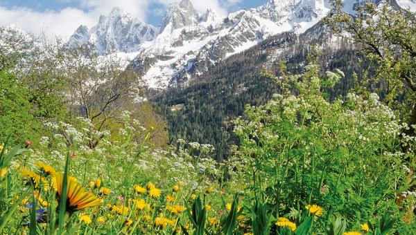 Blühende Bergwiese im Bergell, Bild von Soglio Produkte AG