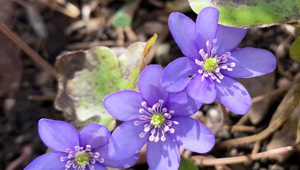 Leberblümchen