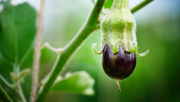 Aubergine Pflanze, Bild von Pixabay