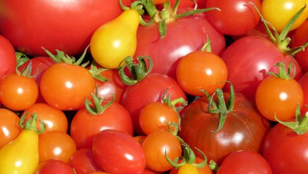 Tomatenmarkt Bioterra Baden-Brugg