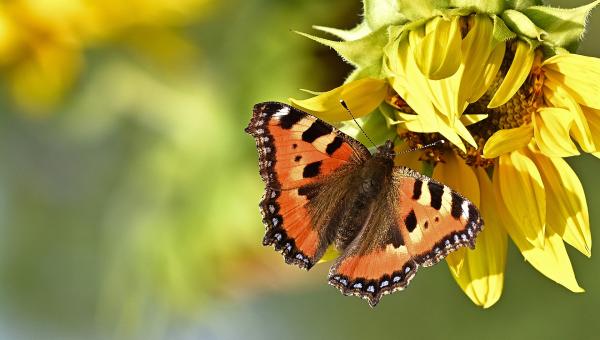 Schmetterling