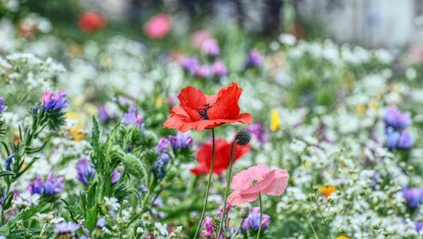 Blumenwiese