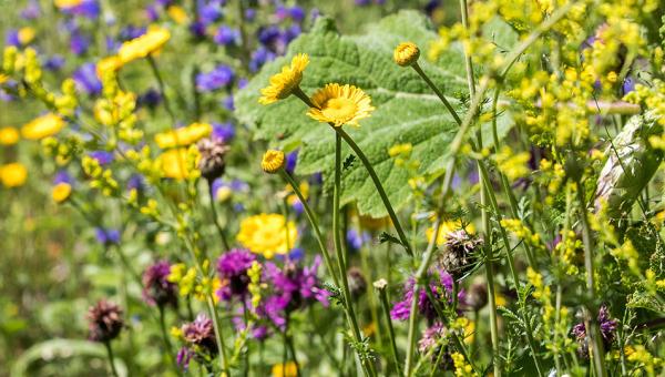 Wiesenblumen, Bild von Katharina Nüesch