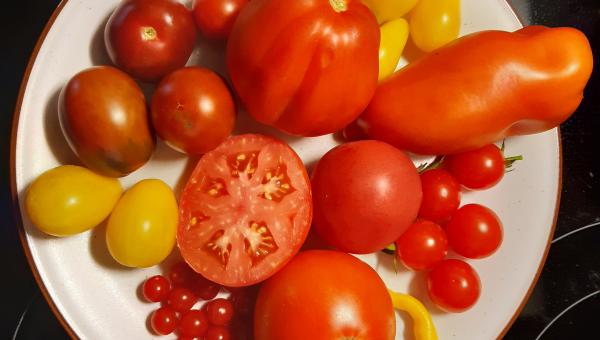 Tomaten