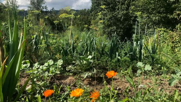 Biogarten im August mit Ringelblumen und verschiedenen Gemüse