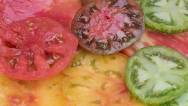 Grüne, gelbe und rote Tomaten