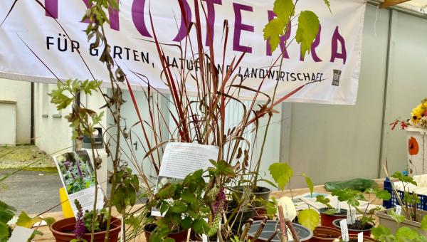 Pflanzenbörse in Ermatingen 2021