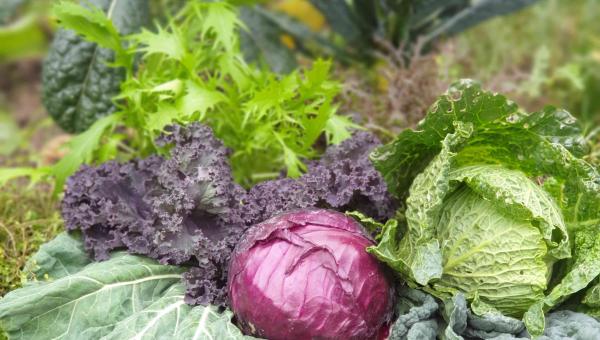 Kohl in verschiedenen Farben und Sorten