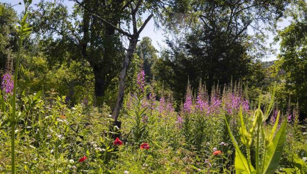 Naturgarten, Bild: Katharina Nüesch