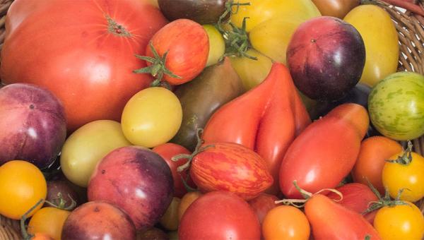 Tomatenvielfalt