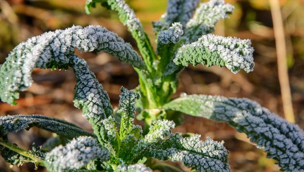 Winterlicher Palmkohl, Bild: Reginal, Pixabay