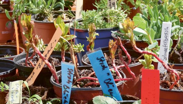 Gartenpflanzen in Töpfchen, bereit für den Tausch.