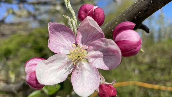 Obstblüte
