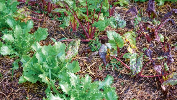 Mischkultur im Garten.