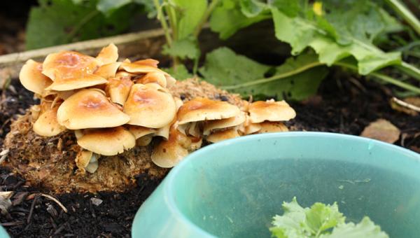 Pilze im Garten 